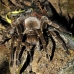 tarantula_la_v_0537_ecu1271.jpg